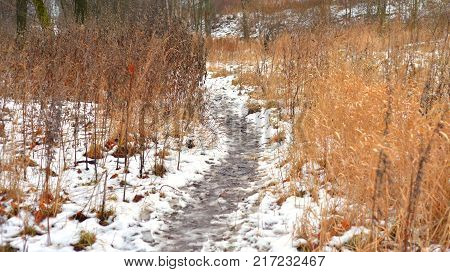 Road in park at winter at cloud day Russia.
