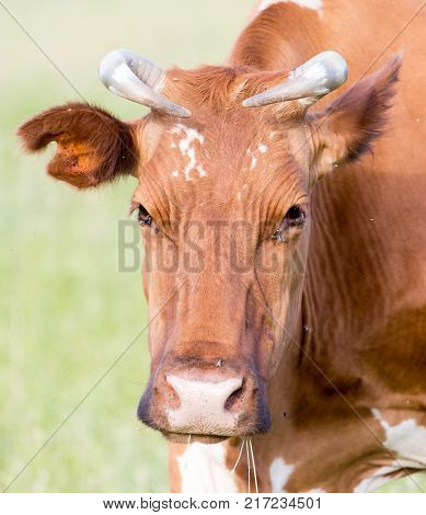 portrait of a cow 