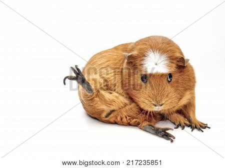 Karate guinea pig (guinea pig sitting in a funny pose as if doing karate) isolated on white copy space on the left