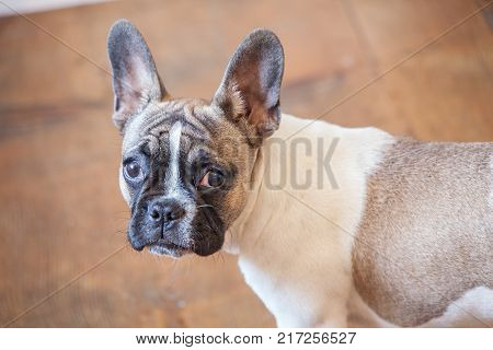 french bulldog puppy white brown curious, funny