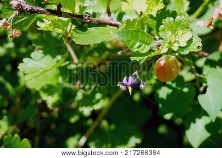 A flower of a bittersweet nightshade plant (Solanum dulcamara) blooms next to a ripening gooseberry ( Ribes uva-crispa) in a garden in Joliet, Illinois during June.