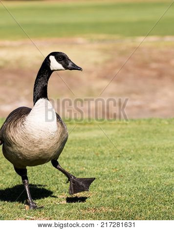 A Cute Canadian Goose Dancing Close Up