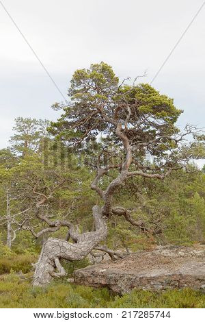 Pine tree forest with very old gnarly trees on Aland Autonomous province of Finland
