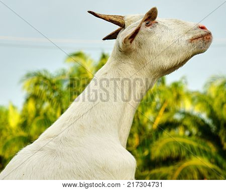white Saanen goat eat food from tourist from Chaina