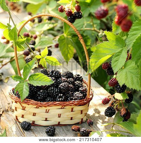 Ripe fruit blackberries in a basket and on the branch with green leaves in garden