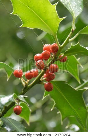 Ilex Acquifolium ฮอลลี่