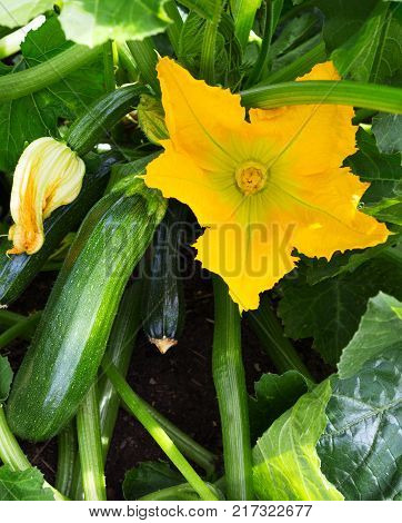 Zucchini plant. Zucchini flower. Green vegetable marrow growing on bush