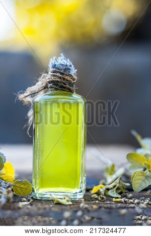Ocimum Tenuiflorum,tulsi,holy Basil's Oil With Leaves Beneficial For Skin And Hair.