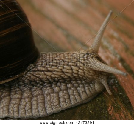 Helix Pomatia