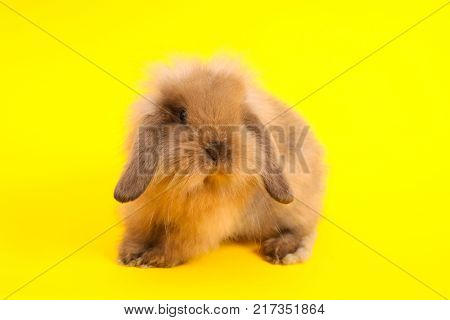 Baby cute rabbit on the color background