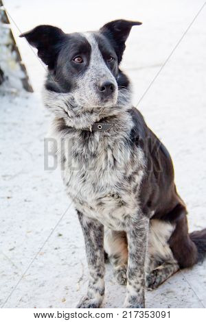 Portrait Of Sad Dog In Winter, Lonely Abandoned Dog Outside