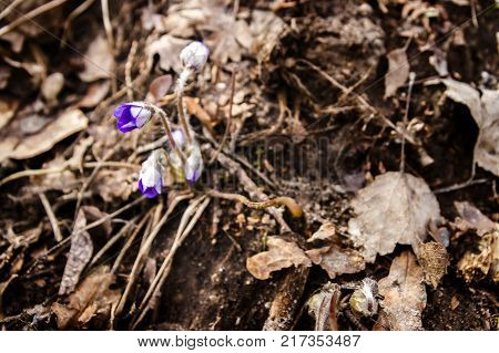 First fresh blue violet in the forest. Blue spring wild flower liverwort Hepatica nobilis. Low deph of field