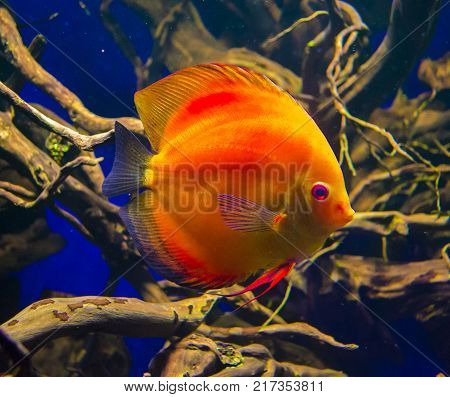 Discus fish (Pompadour). Fishes in an aquarium