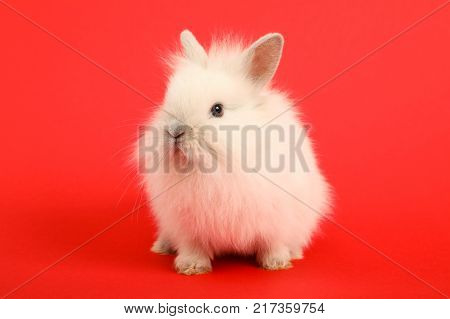 Baby cute rabbit on the color background
