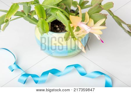 Blooming yellow Christmas Cactus schlumbergera in a blue pot on white background with blue ribbon. Epiphyllanthus, Epiphyllum, Zygocactus, Zygocereus