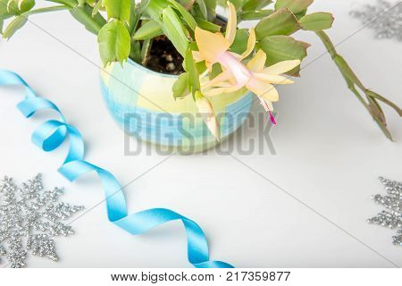 Blooming yellow Christmas Cactus schlumbergera in a blue pot on white background with blue ribbon and silver snowflakes. Christmas background. Epiphyllanthus, Epiphyllum, Zygocactus, Zygocereus