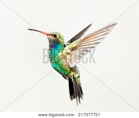 Broad billed hummingbird isolated on a white background.