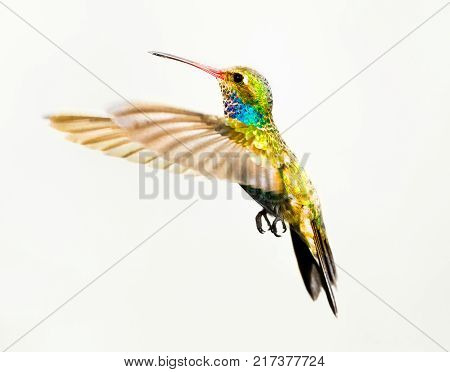 Broad billed hummingbird isolated on a white background.