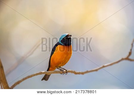 The elegant or blue-hooded euphonia is a species of bird in the Fringillidae family. It is found in Belize, Costa Rica, El Salvador, Guatemala, Honduras, Mexico, Nicaragua, and Panama.