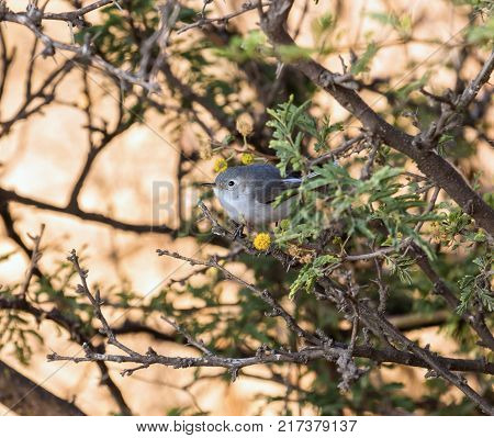 Blue Grey Gnatcatcher perched in a yellow tree in a cactus landscape in Mexico.