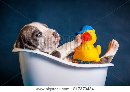 American Staffordshire Terrier puppy in a white bath with a yellow duck in foam and on a blue background