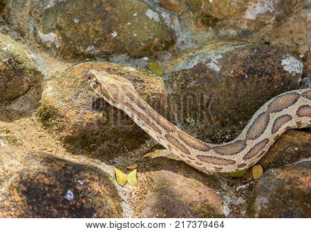 The Russell's viper, one of the most dangerous venomous snakes found in Asia.
