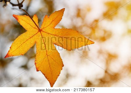 Autumn leaf, old orange maple leaves, dry foliage of trees, soft focus, autumn season, nature change, bright soft sunlight Abstract autumn background.