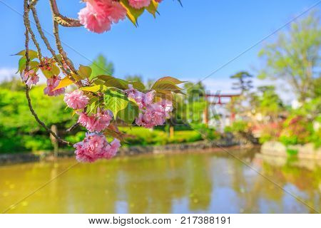 Details of cherry blossom on foreground over small lakes called Genpei inside Tsurugaoka Hachimangu complex in Kamakura, Japan. Red Torii on blurred background. Spring concept, Hanami and outdoor life