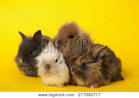 Two rabbits bunny