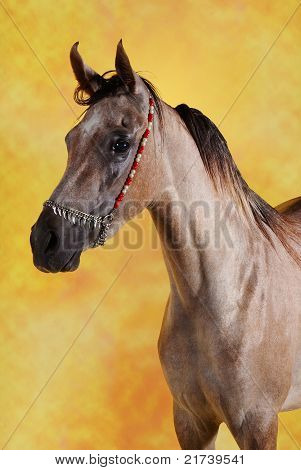 cavallo arabo