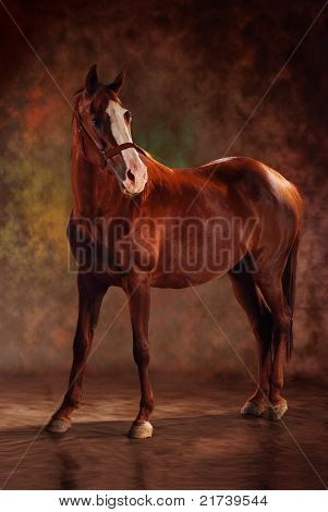 cavallo