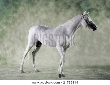 cavallo arabo
