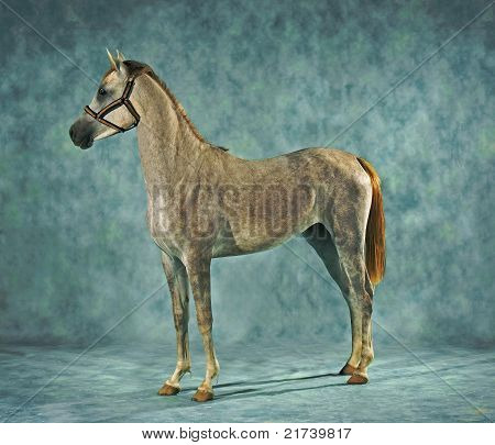 cavallo puledra araba