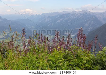 View from Rossfeld panorama road in Germany with purple flower bush
