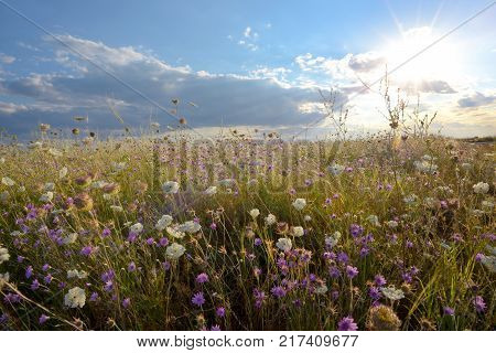 Field of wonderful flowers on a summer day