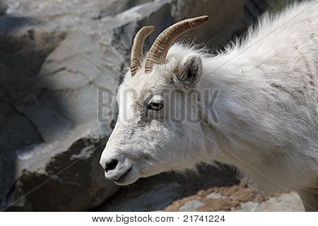 Carneiros de Dall