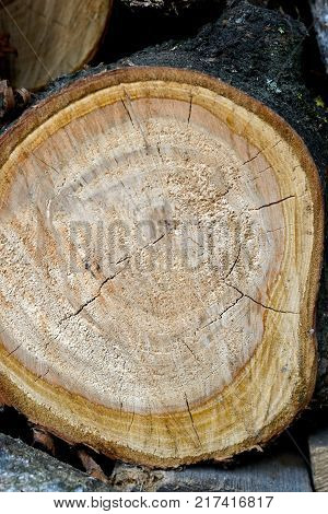 Cross section of the tree in the cottage area