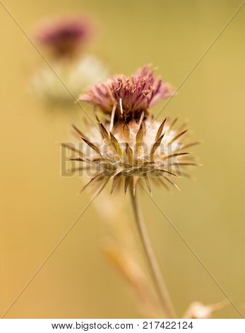 dry flower spikes in nature . In the park in nature