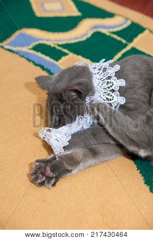 gray wedding garter cat playing on the floor