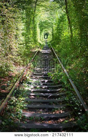 Green tunner in the forest. Love place.