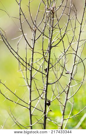 dry thorn in nature . In the park in nature