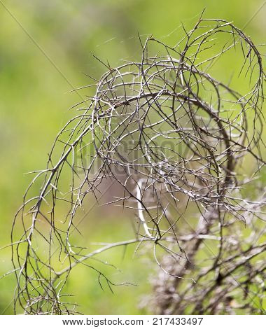 dry thorn in nature . In the park in nature