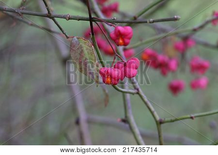 Autumn motifs / Euonymus / Shrub Blooming in Autumn
