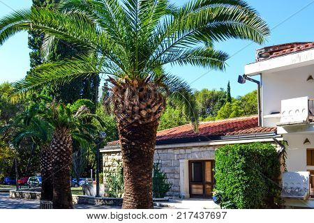 Fragment of the coastal city. A house with a tiled roof. Palm in the foreground. Summer. Montenegro