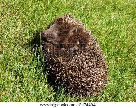 Igel