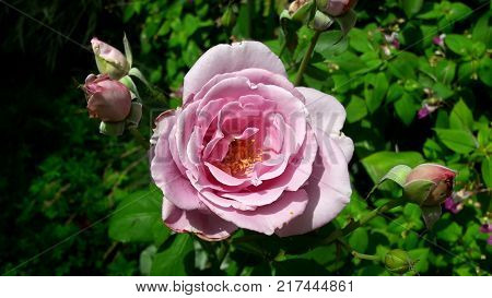 Closeup of pink rose blooming with few smaller bubs at each side and green leaves in background