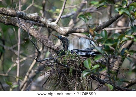 Female Anhinga Bird Called Anhinga Anhinga Makes A Nest