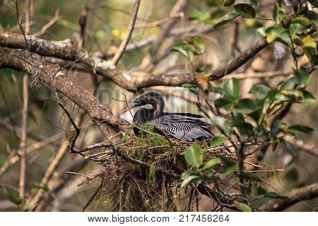 Female Anhinga Bird Called Anhinga Anhinga Makes A Nest