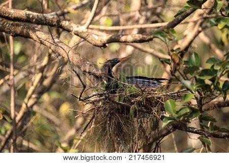 Female Anhinga Bird Called Anhinga Anhinga Makes A Nest