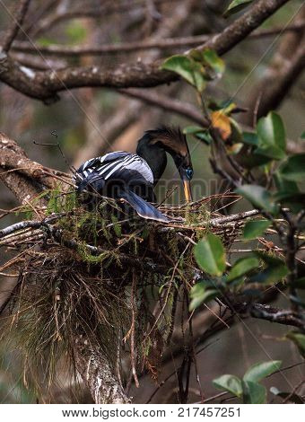 Female Anhinga Bird Called Anhinga Anhinga Makes A Nest
